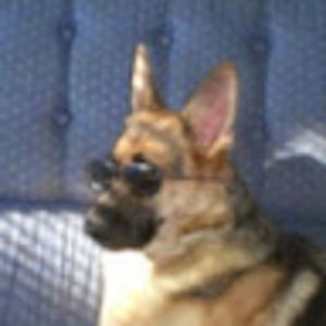 Meet your Posher, Jerry